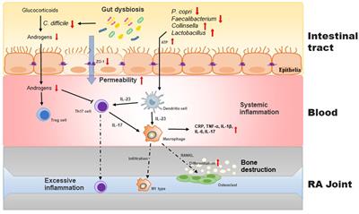 Postbiotics in rheumatoid arthritis: emerging mechanisms and intervention perspectives